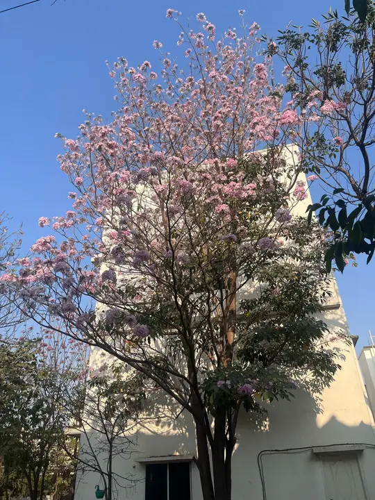 A flowering tree on a lane