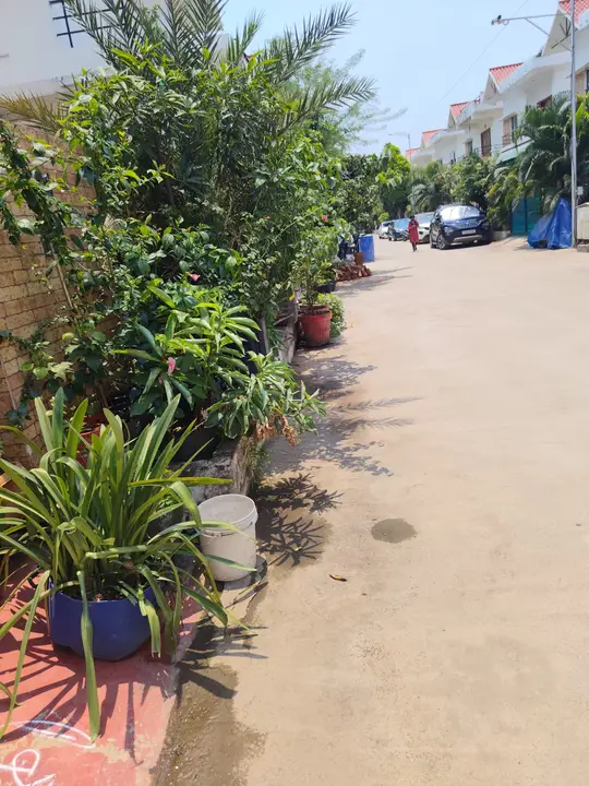 Potted plants along a lane